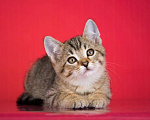 Кошки в Москве: Очаровательный ручной котенок Чип в добрые руки Мальчик, 1 руб. - фото 1