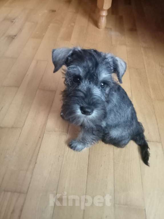 Собаки в Москве: Щенок цвергшнауцера Девочка, Бесплатно - фото 3