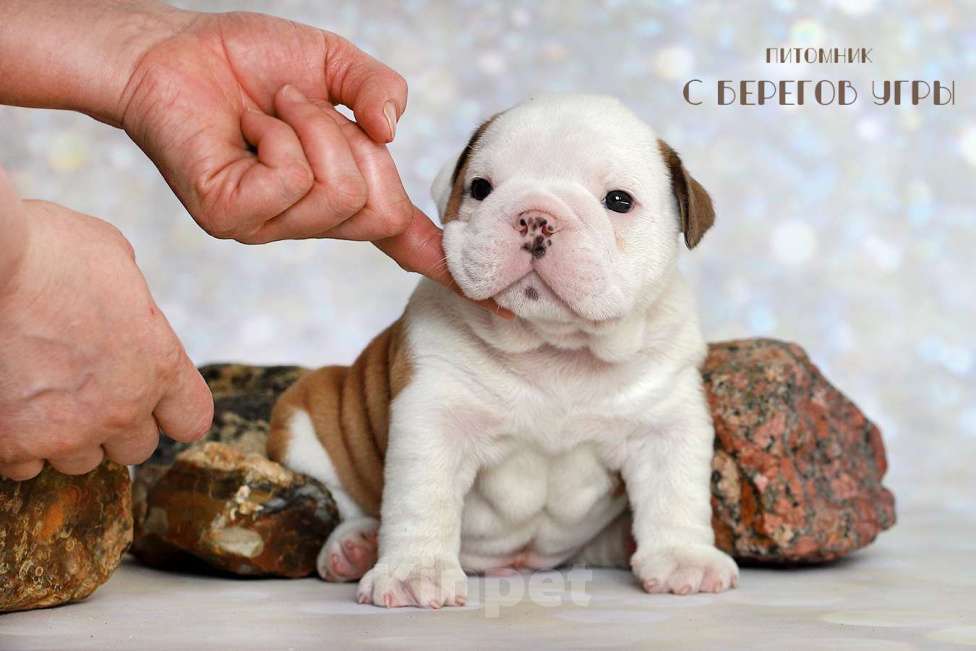 Собаки в Калуге: Английский бульдог щенок Мальчик, 100 000 руб. - фото 1