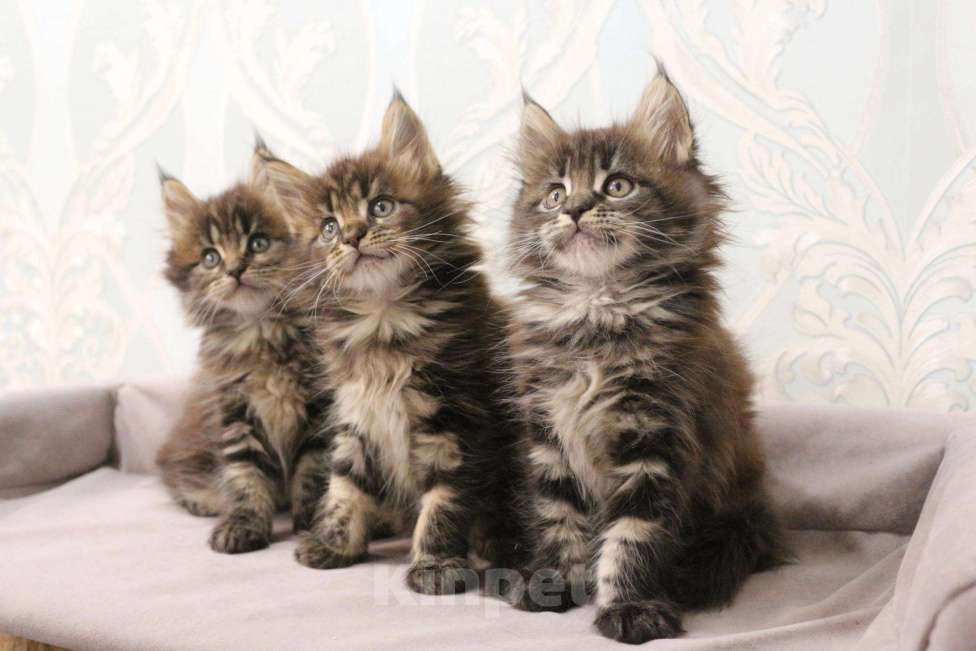 Кошки в Моздоке: Мейн-кун, 17 000 руб. - фото 1
