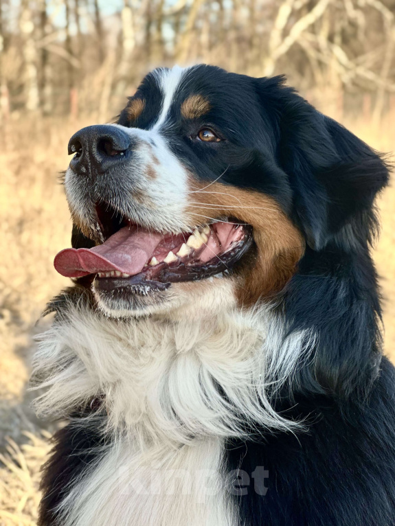 Собаки в Балашихе: Вязка с чемпионом. Бернский зенненхунд Мальчик, Бесплатно - фото 3