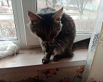 Кошки в Новочебоксарске: Кот в добрые руки прямо сейчас!  Мальчик, Бесплатно - фото 1