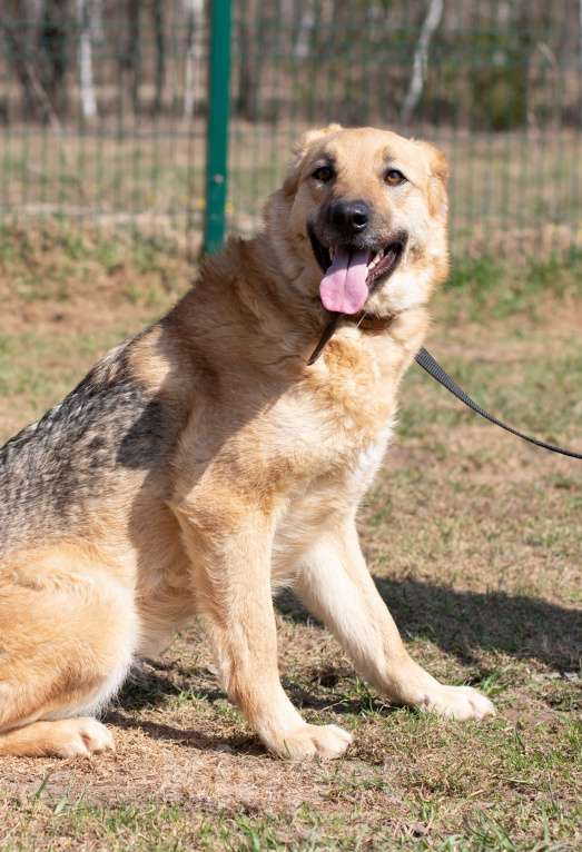 Собаки в Москве: Панда. Собака, которая верит в чудо Девочка, Бесплатно - фото 3