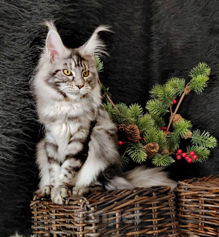 Кошки в Казани: Кошечка Алиса Девочка, Бесплатно - фото 1