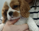 Собаки в Нижнем Новгороде: Щенки кавалер Кинг Чарльз спаниеля в любимцы Мальчик, 70 000 руб. - фото 1