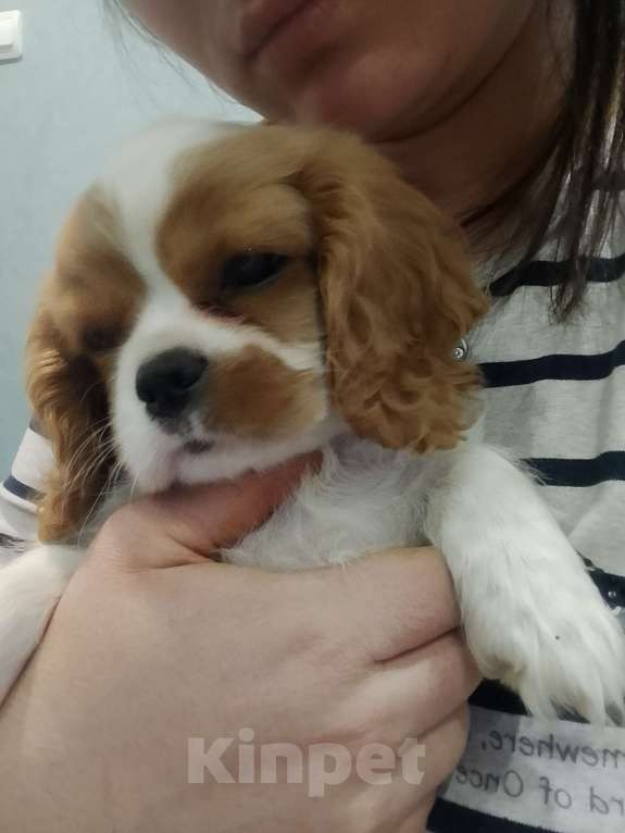 Собаки в Нижнем Новгороде: Щенки кавалер Кинг Чарльз спаниеля в любимцы Мальчик, 70 000 руб. - фото 1