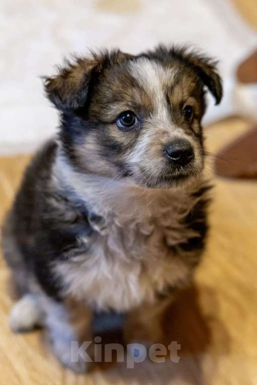 Собаки в Москве: Отдам щенка в добрые руки Девочка, Бесплатно - фото 2