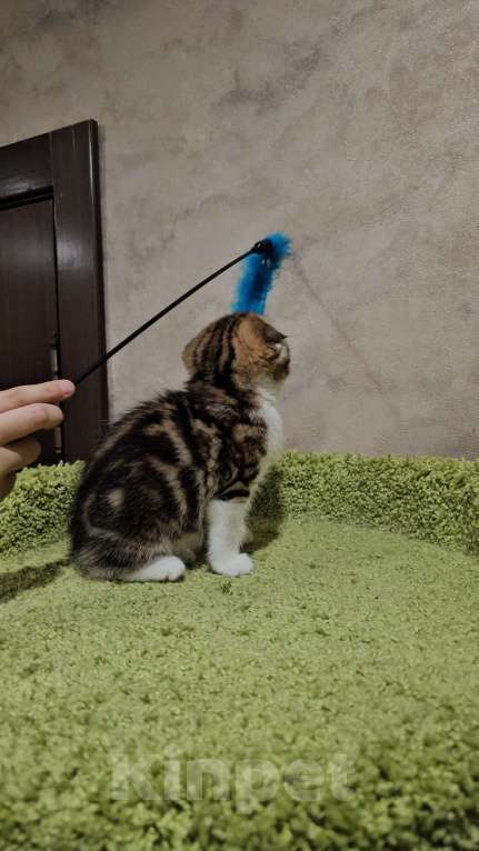 Кошки в Балашихе: Шотландский здоровяк Мальчик, 45 000 руб. - фото 5