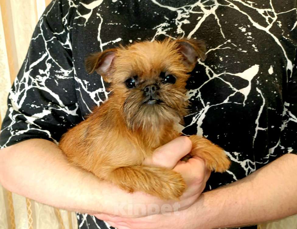 Собаки в Курске: Миниатюрная девочка брюссельский  гриффон  Девочка, 85 руб. - фото 3