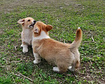 Собаки в Печоре: щенки Вельш корги пемброк Мальчик, 50 000 руб. - фото 5