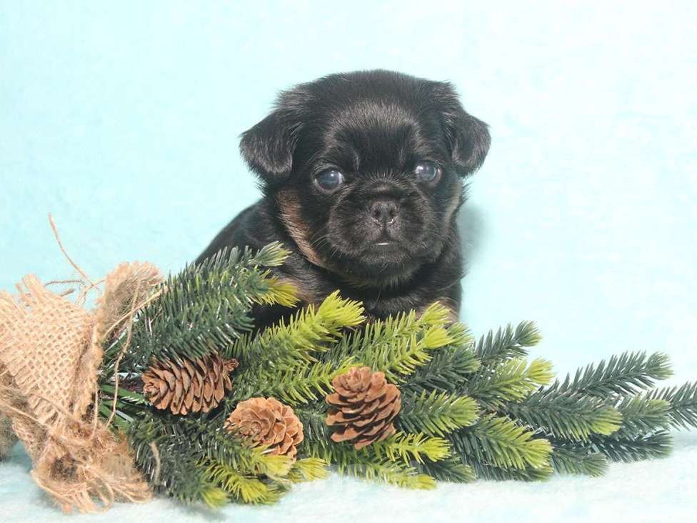 Собаки в Санкт-Петербурге: Маленькая принцесса Девочка, 80 000 руб. - фото 10