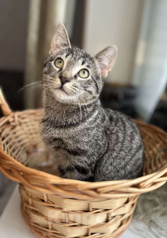 Кошки в Мурином: Бэм и Симба ищут дом Мальчик, Бесплатно - фото 5