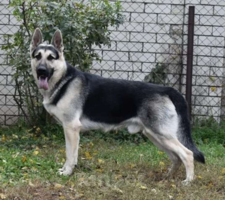 Собаки в других городах Краснодарского края: Щенок Восточноевропейской овчарки Девочка, 60 000 руб. - фото 9