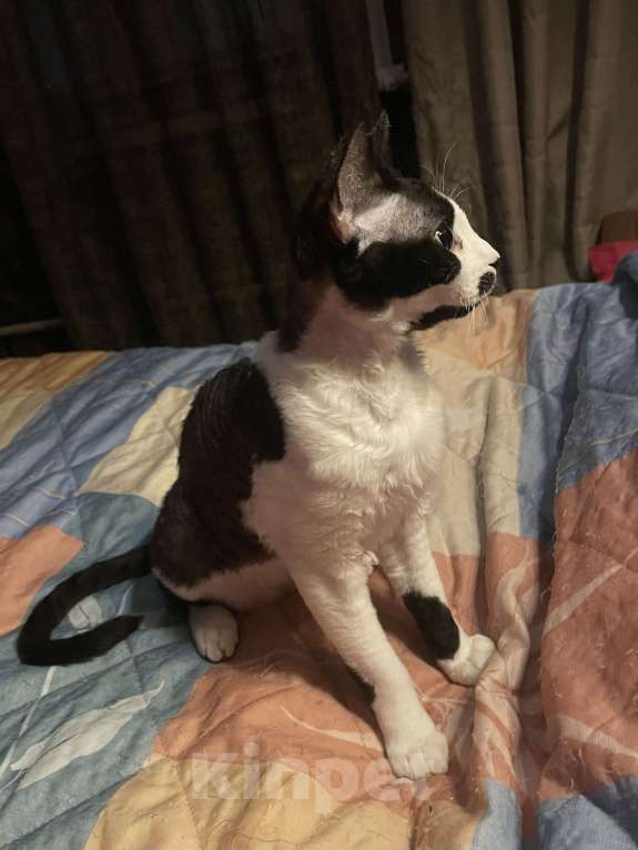 Кошки в Москве: Замечательная девочка Девон рекс Девочка, 20 000 руб. - фото 4