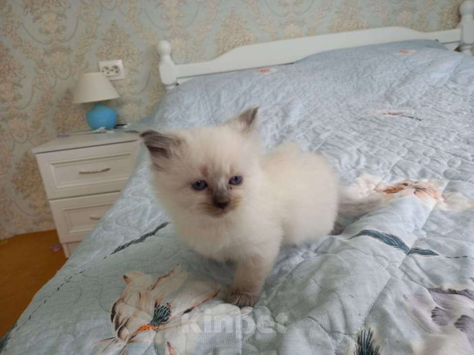 Кошки в Санкт-Петербурге: Девочка невской маскарадной кошки Девочка, 15 000 руб. - фото 1