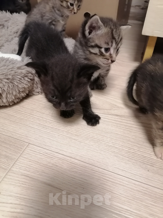 Кошки в Уфе: Отдам в добрые руки Мальчик, Бесплатно - фото 5