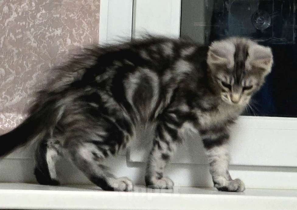 Кошки в Москве: Котята мейн-кун Девочка, 35 000 руб. - фото 6