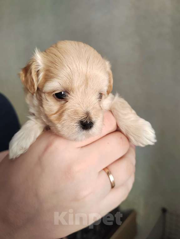 Собаки в Энгельс-19: Малыши мальтипу f1 Мальчик, 120 000 руб. - фото 3