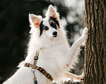 Собаки в Москве: Небольшая красавица Ронда в добрые руки Девочка, Бесплатно - фото 5