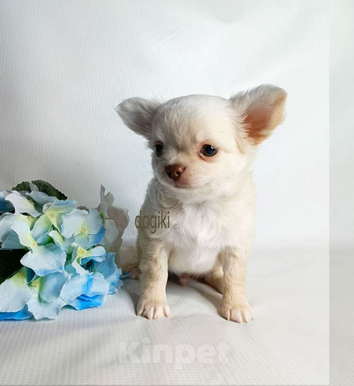 Собаки в Москве: Чихуахуа мальчик шоколадный носик Мальчик, 23 000 руб. - фото 4