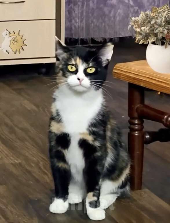 Кошки в Санкт-Петербурге: Кошечка Сонечка . 9 мес. Стерилизована Девочка, Бесплатно - фото 4