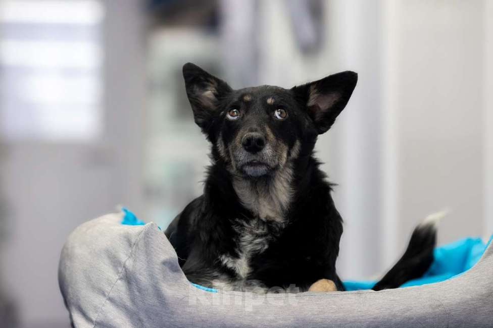 Собаки в Москве: пес Гек Мальчик, Бесплатно - фото 4