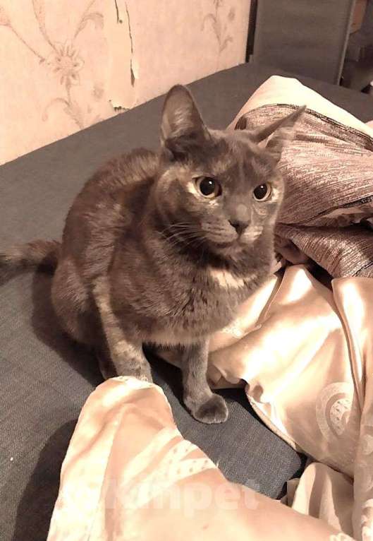 Кошки в Москве: Удивительная кошка египтянка! Девочка, 100 руб. - фото 2