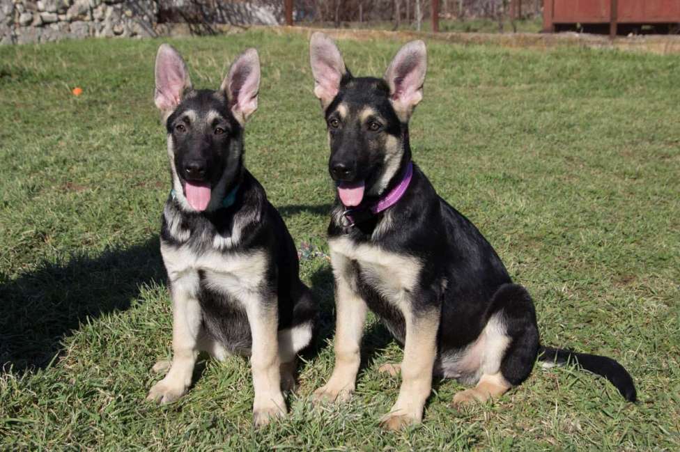 Собаки в Севастополе: щенок восточноевропейской овчарки, документы РКФ Мальчик, 60 000 руб. - фото 2