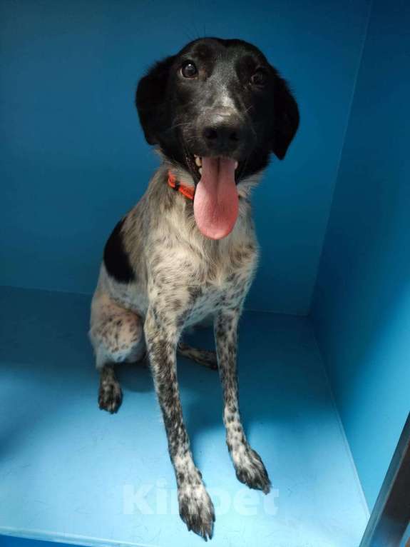 Собаки в Москве: Ника, метис курцхаара. У нас на три дня. Девочка, Бесплатно - фото 2