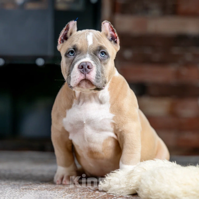 Собаки в других городах Воронежской области: Предлагается щенок Американский Булли Мальчик, 200 000 руб. - фото 4