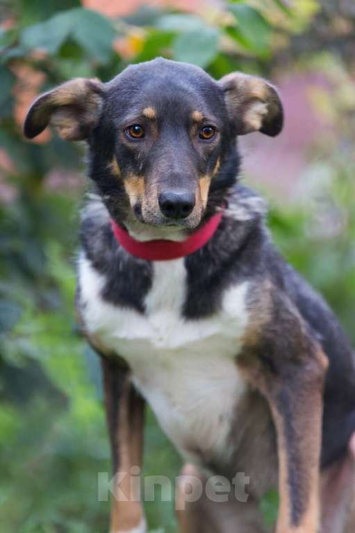 Собаки в Москве: Ласковая и скромная собачка Альма в дар Девочка, 1 руб. - фото 2