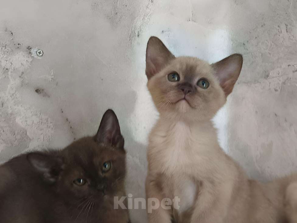 Кошки в других городах Владимирской области: Бурманские котята Разнополые, Бесплатно - фото 4