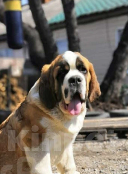 Собаки в Балаково: Бетховен Мальчик, 90 000 руб. - фото 1