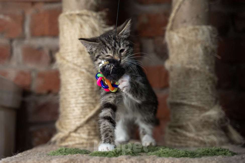 Кошки в Санкт-Петербурге: Комочек счастья ищет маму и папу Девочка, Бесплатно - фото 4