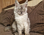 Кошки в Челябинске: Кошечка мейн кун Девочка, 50 000 руб. - фото 6
