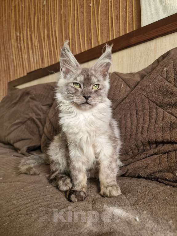 Кошки в Челябинске: Кошечка мейн кун Девочка, 50 000 руб. - фото 6