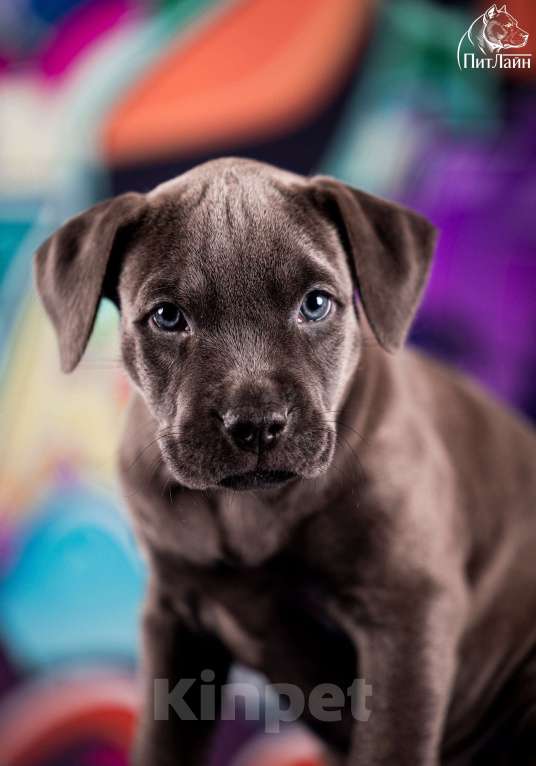 Собаки в Ульяновске: Американский питбультерьер, щенок Девочка, Бесплатно - фото 4