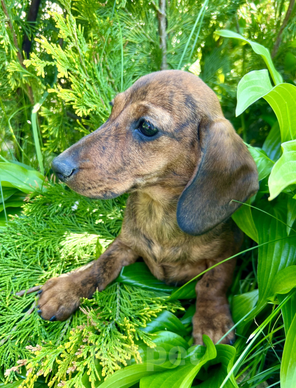 Собаки в Москве: Шикарная Тигровая кроличья девочка кролик  Девочка, 90 000 руб. - фото 9
