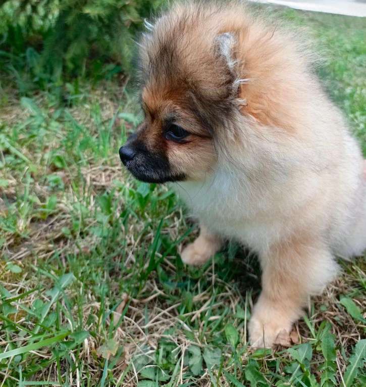 Собаки в Узловой: Щенок шпица Мальчик, 40 000 руб. - фото 2