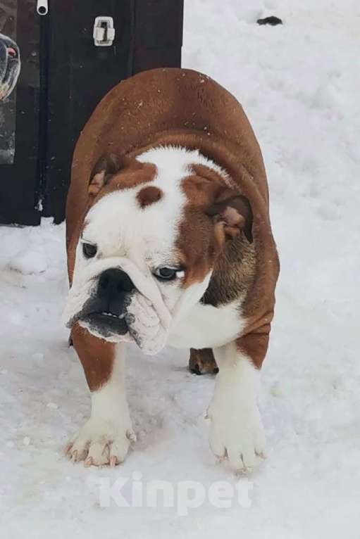 Собаки в других городах Московской области: Очаровательная девочка английского бульдога Девочка, 60 000 руб. - фото 1