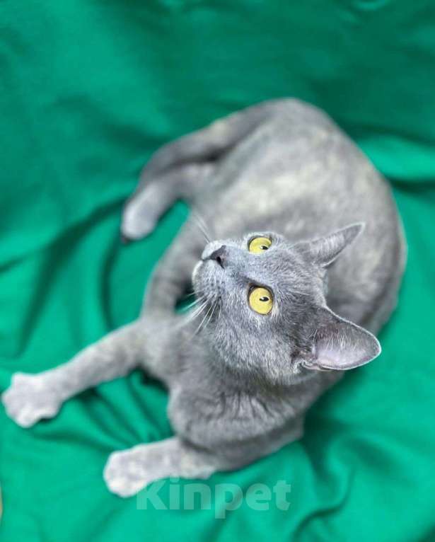 Кошки в Москве: Русская голубая кошечка в добрые руки! Девочка, Бесплатно - фото 3