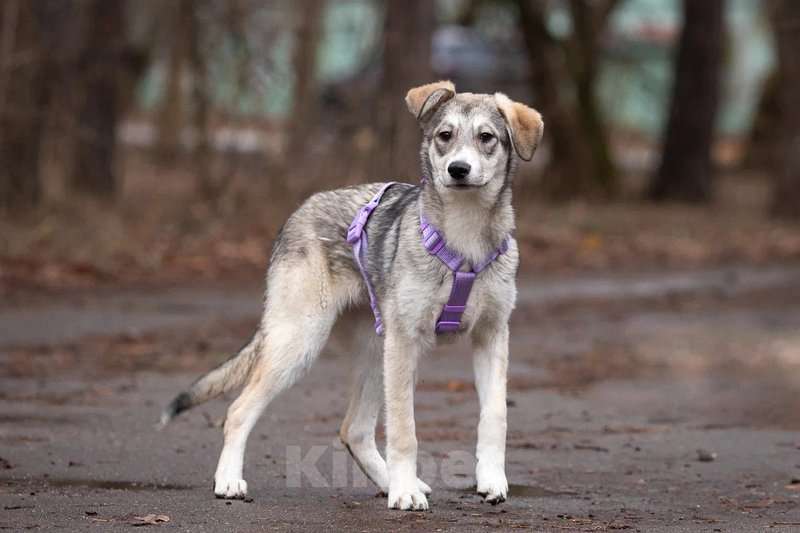 Собаки в Москве: Ласковая малышка Рэя ищет семью.  Девочка, Бесплатно - фото 2