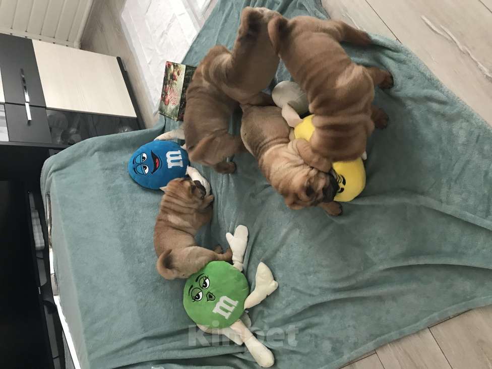 Собаки в Москве: Продаются высокопородные щенки Шарпея  Девочка, Бесплатно - фото 5