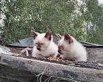 Кошки в Калуге: Котята Мальчик, Бесплатно - фото 2