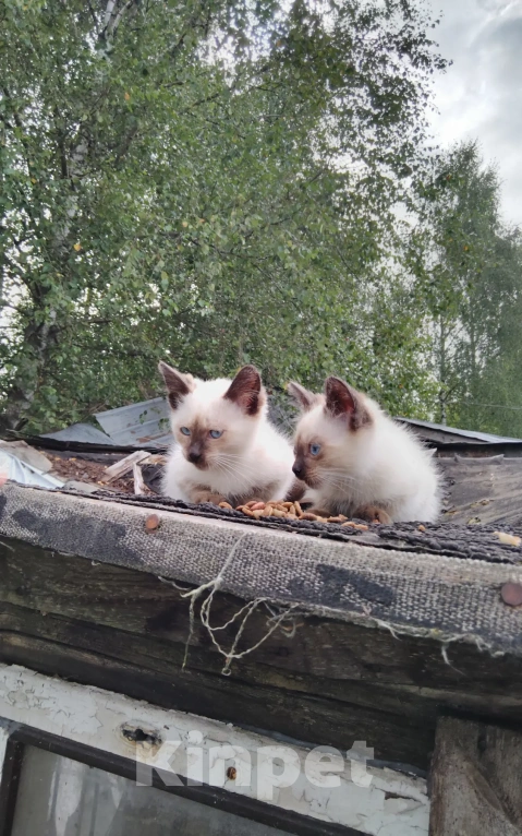 Кошки в Калуге: Котята Мальчик, Бесплатно - фото 2