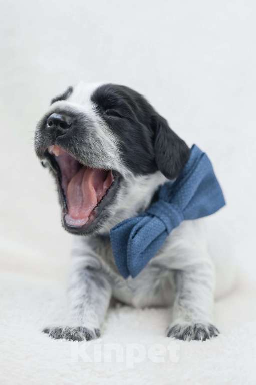 Собаки в Владивостоке: Щенки русского охотничьего спаниеля Мальчик, 50 000 руб. - фото 1