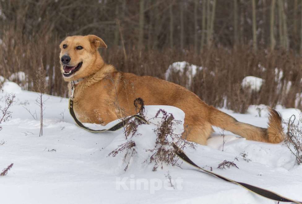 Собаки в других городах Пермского края: Большое и обнимательное солнышко Мальчик, Бесплатно - фото 4