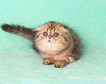 Кошки в Алексине: Шотландские вислоухие котята огромный выбор, 10 000 руб. - фото 6