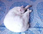 Кошки в Бородино: Курильский бобтейл., 1 руб. - фото 1
