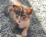 Кошки в Ставрополе: Трехцветный котёнок  Девочка, Бесплатно - фото 9